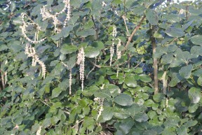 Garrya elliptica 'James Roof' common name Silk Tassle bush